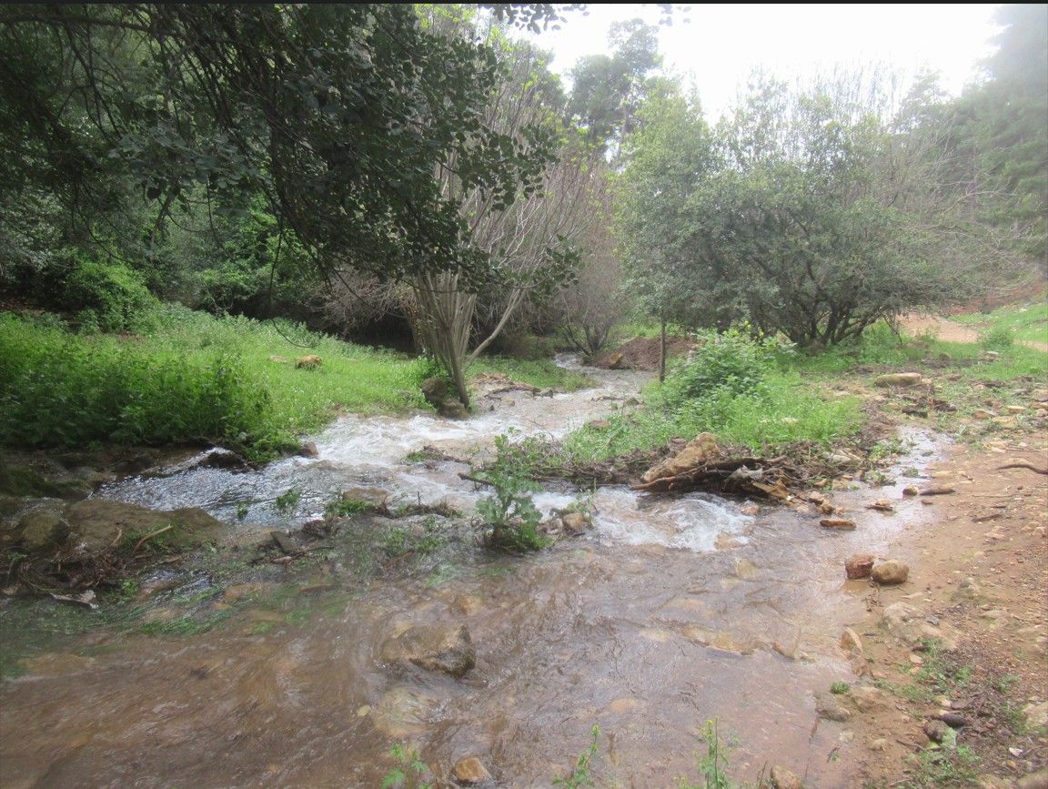 0c1df412-588d-47ca-82ba-e554ce731fdf-צילום מסך 2026-03-29 140950.jpg